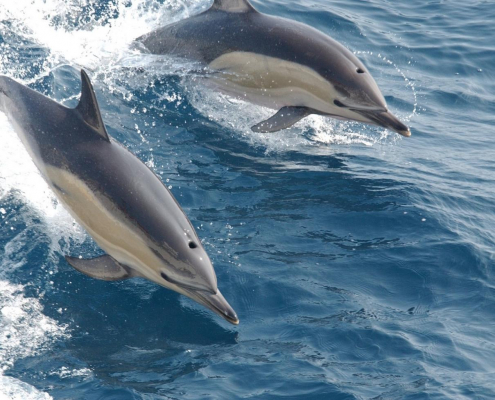 Two dolphins swimming