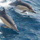 Two dolphins swimming