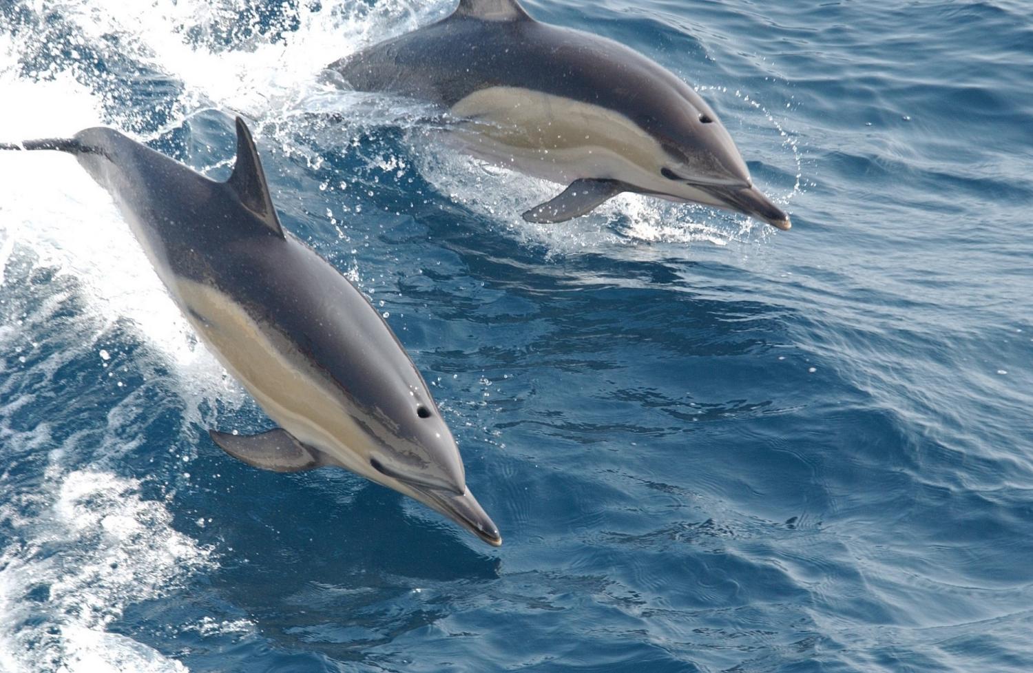 Two dolphins swimming