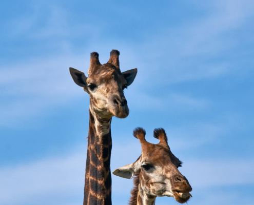 wolfgang-hasselmann-531766-unsplash