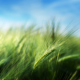 barley field in sunset time