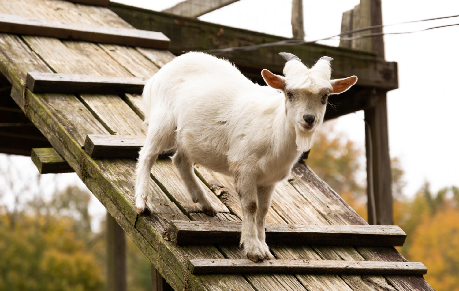 Corn Maze Goat