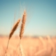 wheat-865152_1920