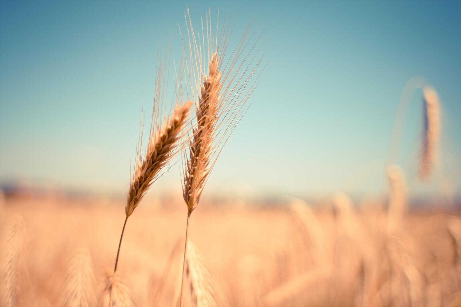 wheat-865152_1920