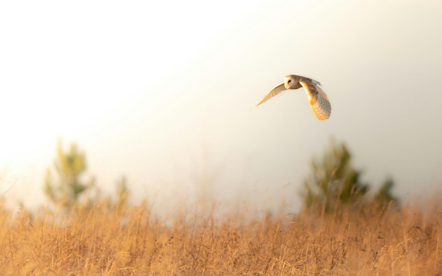 bunting-wild-photography-gSGduvtOei0-unsplash