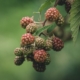 blackberries-4453692_1280