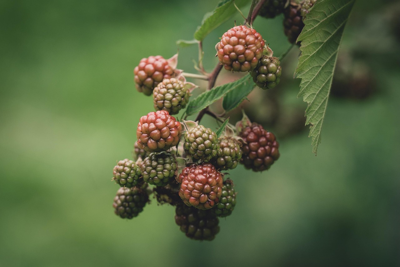blackberries-4453692_1280