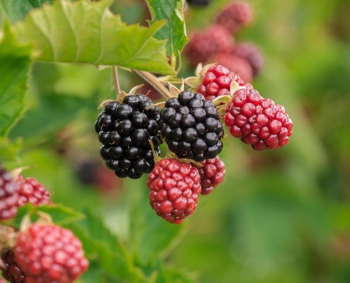 berry-3513546_1280