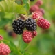 berry-3513546_1280