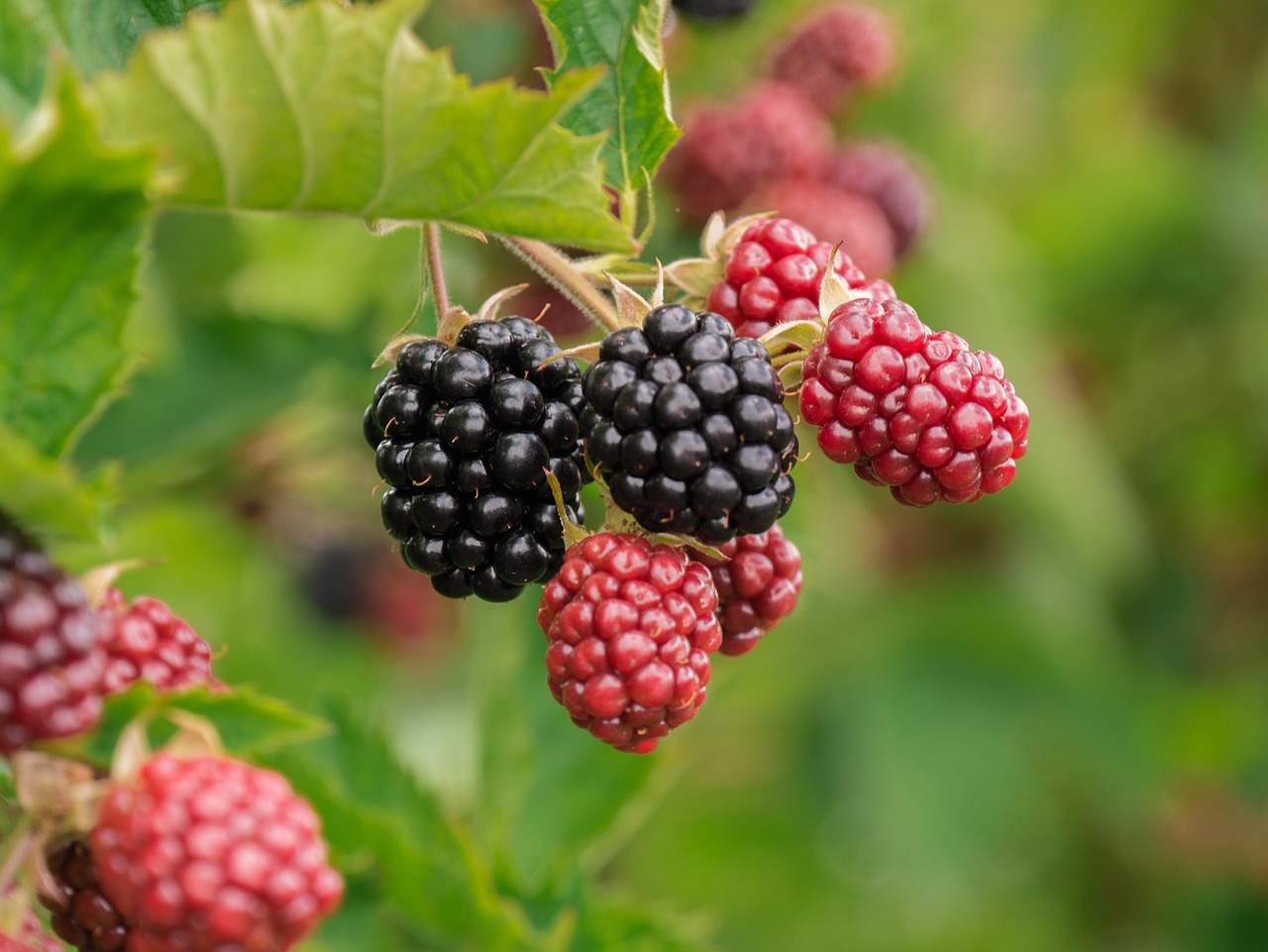 berry-3513546_1280