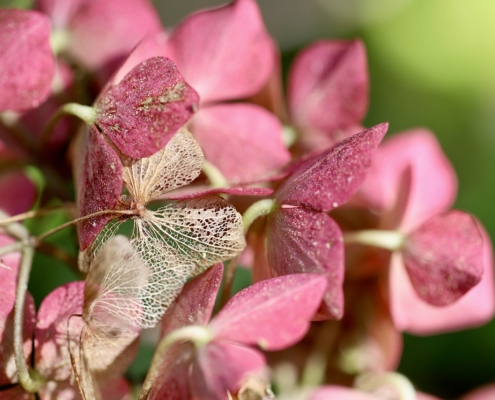 hydrangeas-9179924_1280