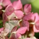 hydrangeas-9179924_1280