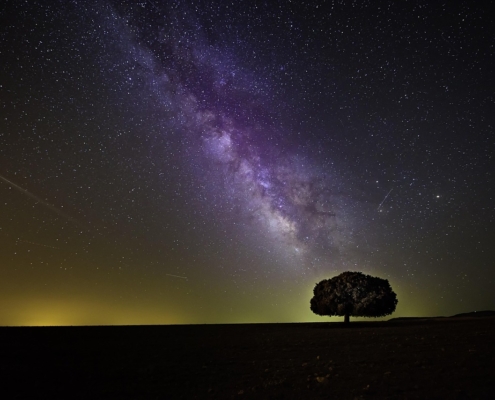 pexels-tree-1866602_1280