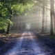bertvthul-avenue-815297