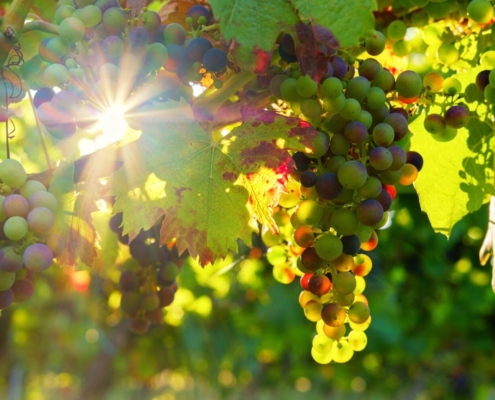 bru-no-grapes-3550729