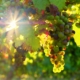 bru-no-grapes-3550729