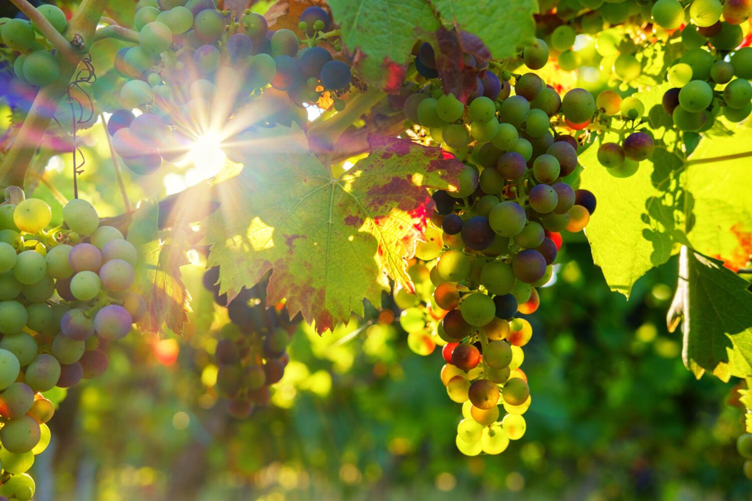 bru-no-grapes-3550729